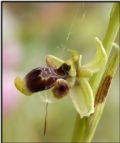 Ophrys conradiae